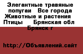 Элегантные травяные попугаи - Все города Животные и растения » Птицы   . Брянская обл.,Брянск г.